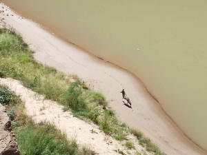 Coyote trotting along the beach at tunnel