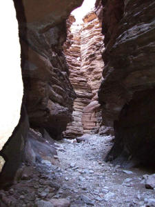 Blacktail at morning